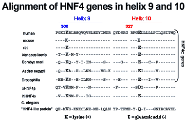 HNF4-fig4-genes-in-helix-9-and-10