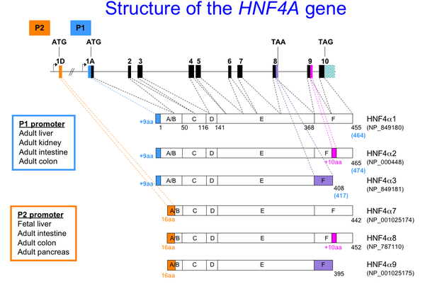 HNF4-fig5-structure