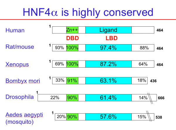 HNF4-fig1-highly-conserved