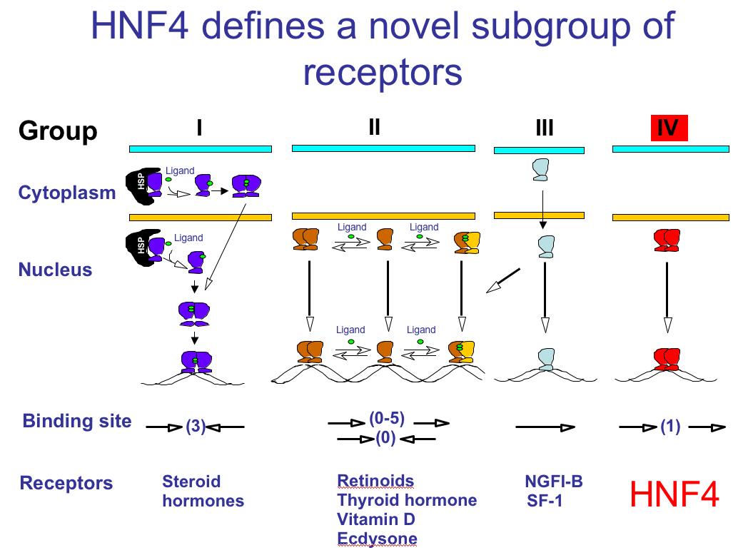HNF4-fig2-defines-novel-subgroup-of-receptors