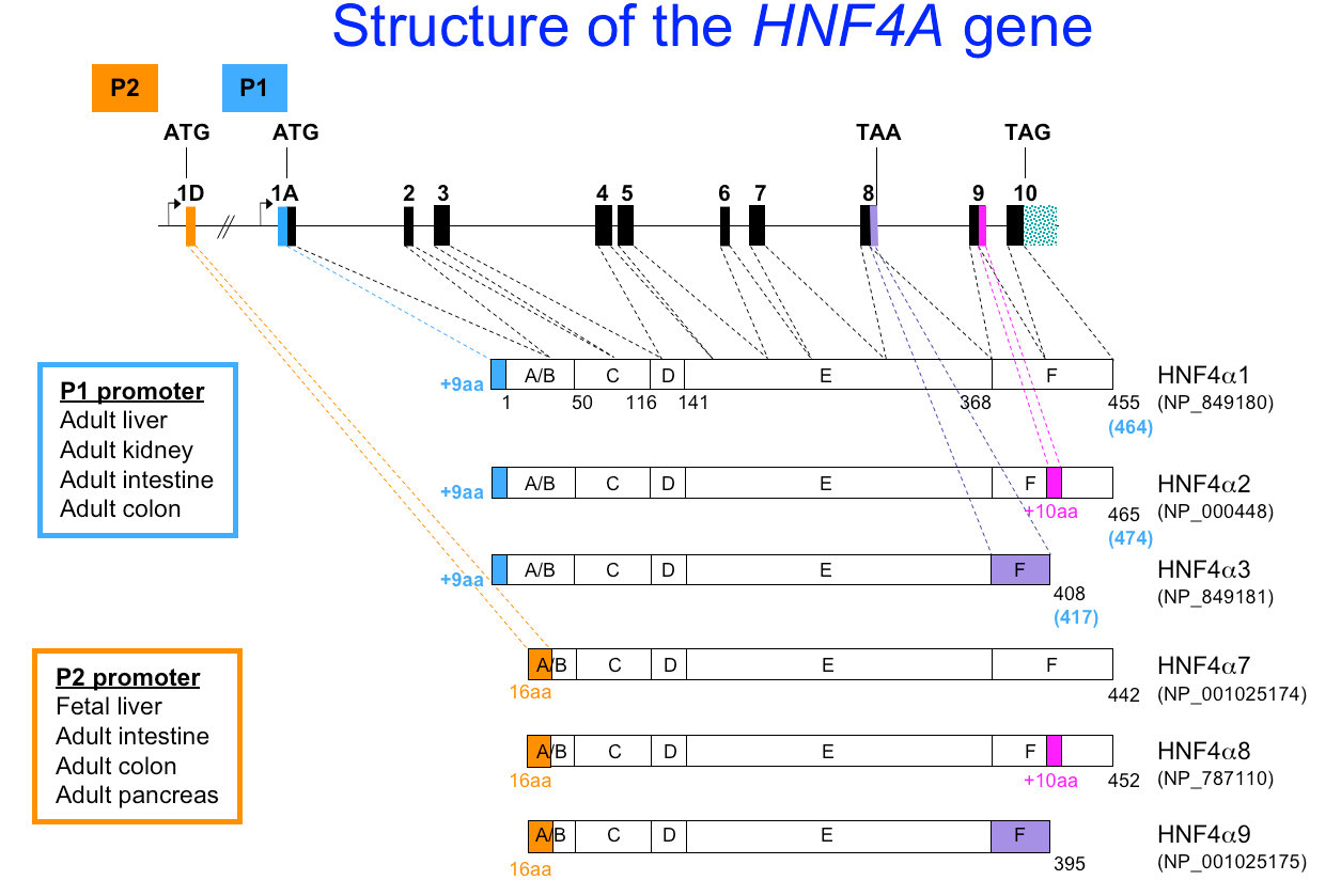 HNF4-fig5-structure