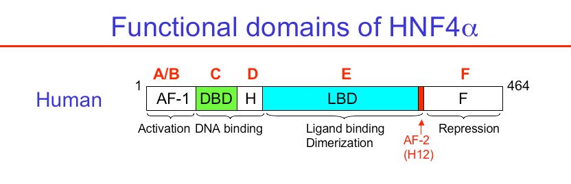 HNF4-fig3-functional-domains