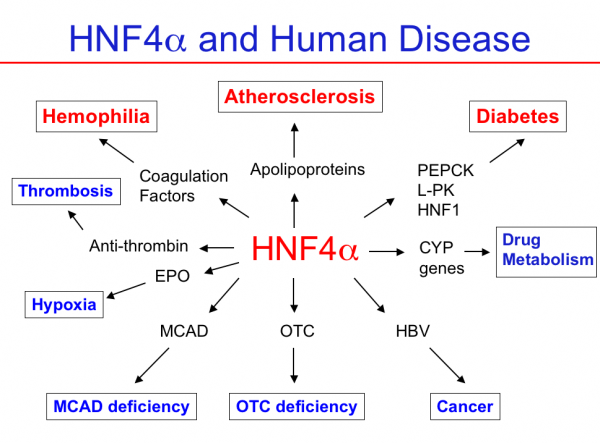 HNF4-fig8-human-disease